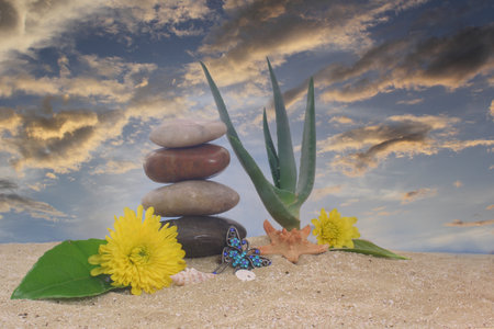 Aloe Vera With Flowers and Sea Shells on Sandの写真素材