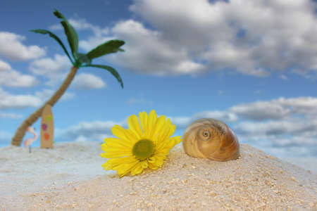 Flower and Seashell on Beach With Palm Tree in Backgroundの写真素材
