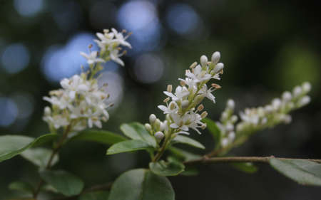Texas Flowering Privet Ligustrum Shrub Shallow Depth of Fieldの写真素材