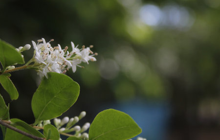 Texas Flowering Privet Ligustrum Shrub Shallow DOFの写真素材