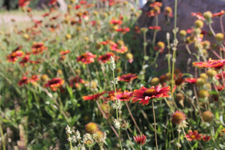 Wildflower Field Growing Near Llano TX. Texas Hill Countryの写真素材
