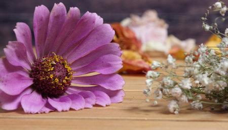 Old Flowers Drying on Wooden Table. Zinnias With Roses and Carnationsの写真素材