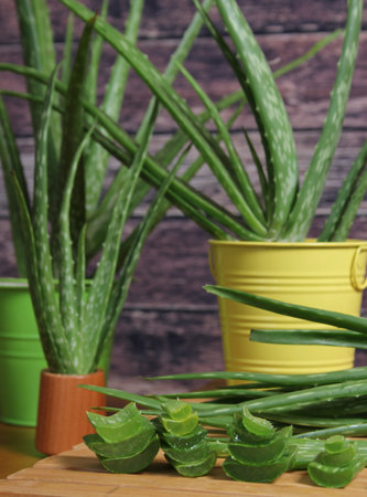 Fresh Raw Aloe Vera Leaves on Table After Harvestの写真素材
