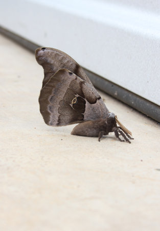 Polyphemus moth near warehouse in early spring. Rural East Texasの写真素材