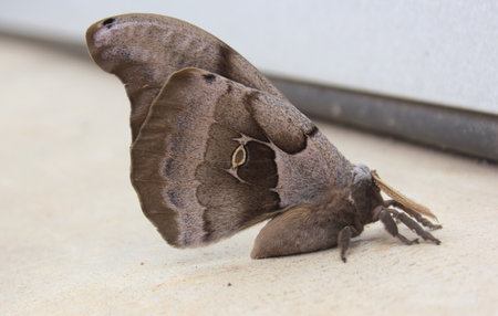 Polyphemus moth in early spring. Rural East TXの写真素材