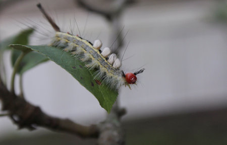 Caterpillar on Plants in Organic Garden Rural East TX