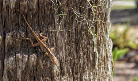 Wild Brown Anole Lizard on Tree in Tampa FLの写真素材
