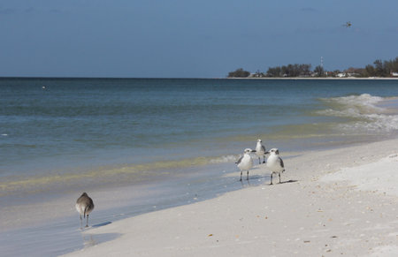 Birds Along Shore of Bradenton Beach in Bradenton FLの写真素材