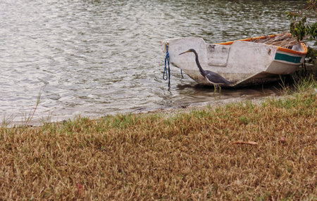 Wild Heron and Boat Late Afternoon Sarasota FLの写真素材