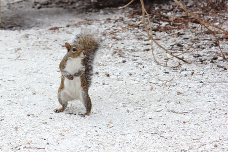 Curious Gray Squirrel at Park in Sarasota FLの写真素材
