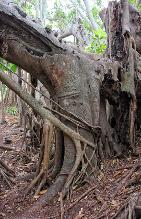 Bamboo and Mangrove Forest in South East Florida. Sarasota areaの写真素材