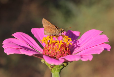 Small Skipper Butterfly on Pink Zinnia Flowers in Outdoor Garden
