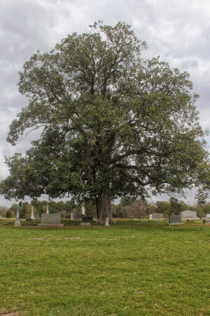 Tree and Historic Cemetery on Cloudy Day in Troup TXの写真素材