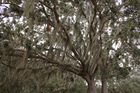 Spanish moss Tillandsia usneoides hanging from tree branch in Orlando Floridaの写真素材