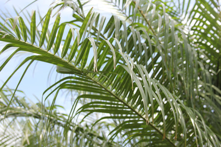 Close up of Palm Tree Leaves in Tampa FL