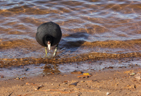 American Coot at Lake Tyler Marina near Whitehouse Texasの写真素材