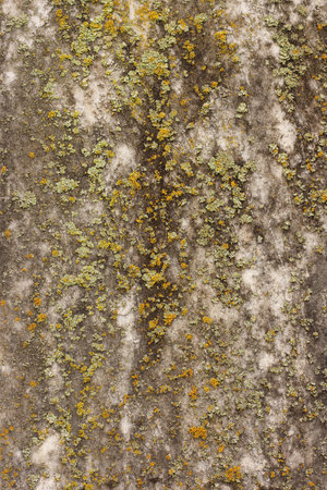 Close up of Historic Headstone in Rural East Texas Cemeteryの写真素材