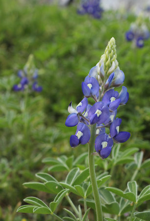 Texas Bluebonnet Wildflowers Growing in Rural Texas Close upの写真素材