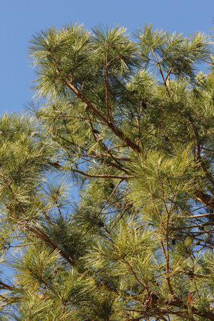 Close up of Pine Tree Growing in Forest Rural East Texasの写真素材