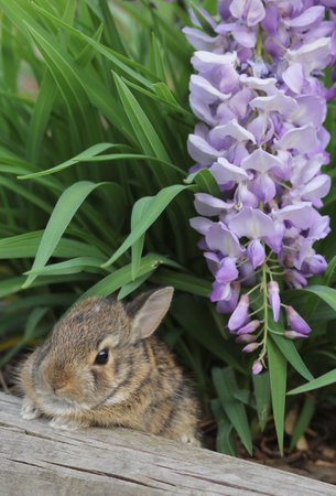 Baby Cottontail Rabbit Exploring Flowers in Rural East Texasの写真素材