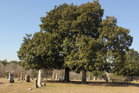 Historic Elkins Cemetery In TXの写真素材