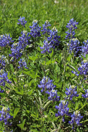 Texas Bluebonnet Wildflowers Growing in Rural Texas Close upの写真素材