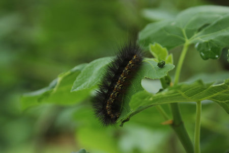 Caterpillar With Poop On Leaf Rural East TXの写真素材