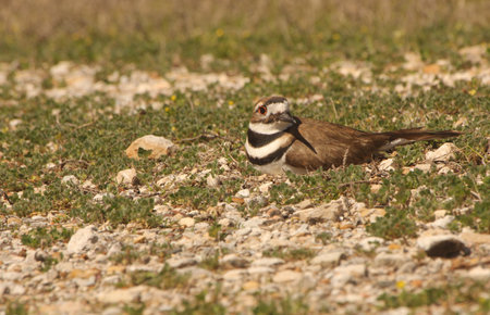 Killdeer Bird Sitting on Nest of Eggs on Groundの写真素材