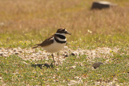 Killdeer Bird Guarding Nest of Eggs on Groundの写真素材