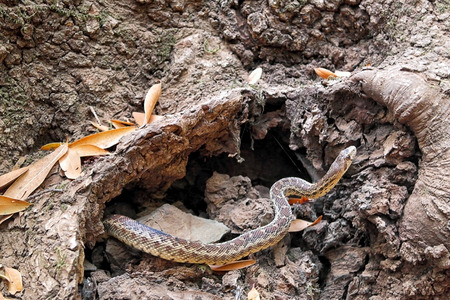A poisonous snake coming out of a tree looking for foodの写真素材