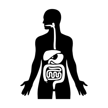 Human biological digestive / digestion system flat icon for medical apps and websitesのイラスト素材