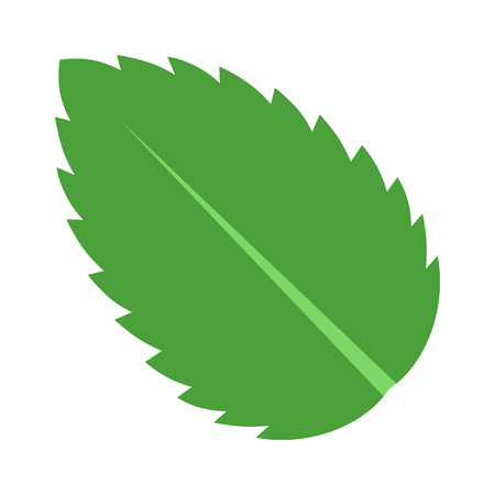 Peppermint / Spearmint mint or mentha leaf flat vector color icon for apps and websitesのイラスト素材