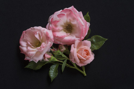 Pink rose Flowersの写真素材