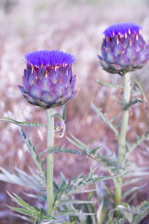 artichokeの写真素材