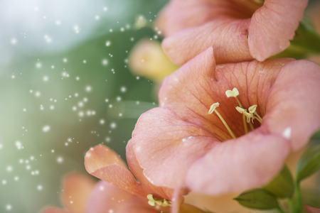 pink flowersの写真素材