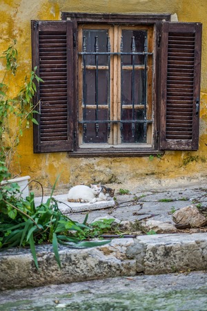 Athens plaka catsの写真素材