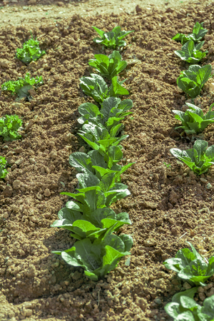 Seeds of spinach, beautiful plant for saladsの写真素材