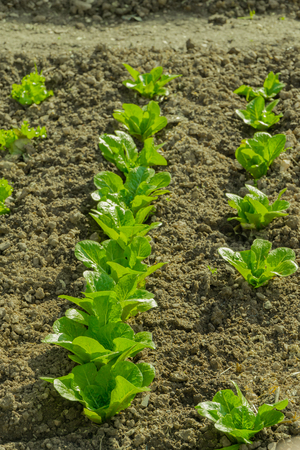 Seeds of spinach, beautiful plant for saladsの写真素材