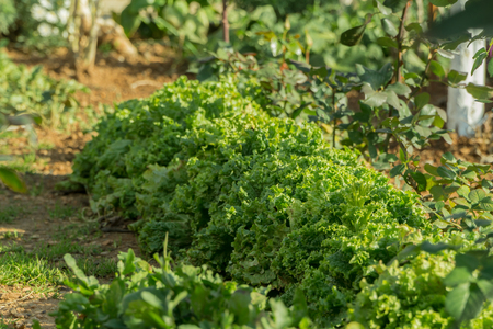 lettuce, chard, spinach, watercress salad and a very valuable plant him eat and cook a lot of different salads. Because they grow in my garden.の写真素材