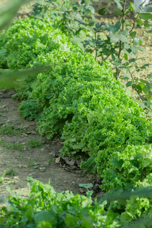 lettuce, chard, spinach, watercress salad and a very valuable plant him eat and cook a lot of different salads. Because they grow in my garden.の写真素材