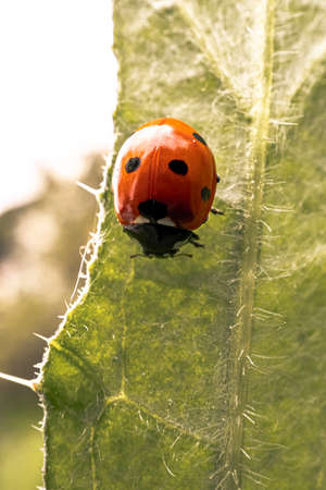 Red ladybug on a leaf.