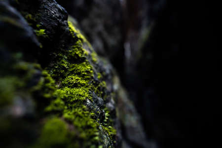 Macro close-up view of a cold rock with some mossの写真素材