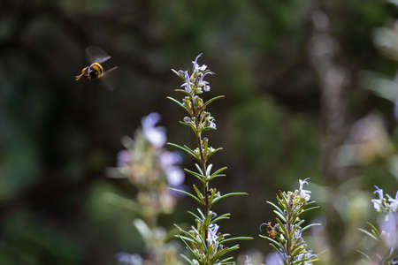Bumblebee flying above a rosemary flower