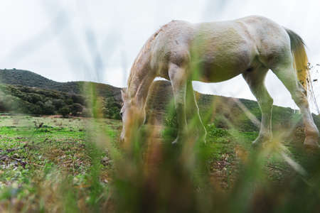 White horse eating behind grass in close-up out of focusの写真素材