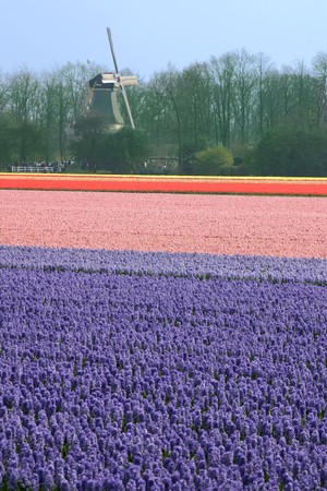 Field of hyacinths with windmill behind it.の写真素材