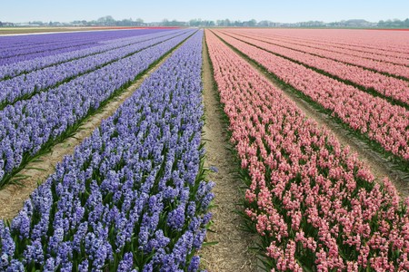 Field of hyacinths.の写真素材