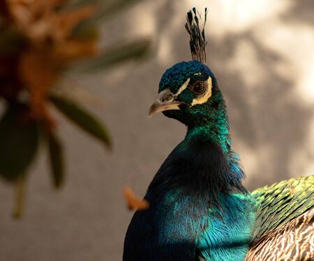 colorful peacock in the shadeの写真素材