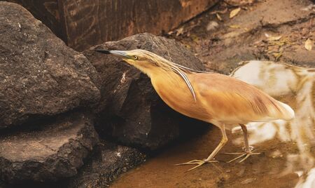 Hairy Egret