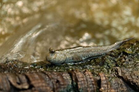 periophthalmus barbarus