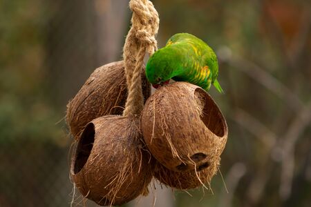 the parrot bites through a rope with a coconut hanging. Agapornis tarantaの写真素材